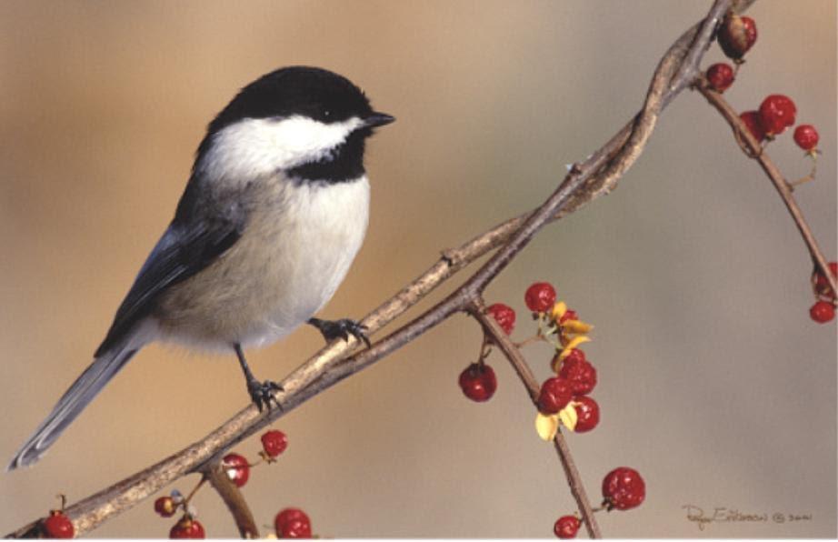 Black-capped Chickadee