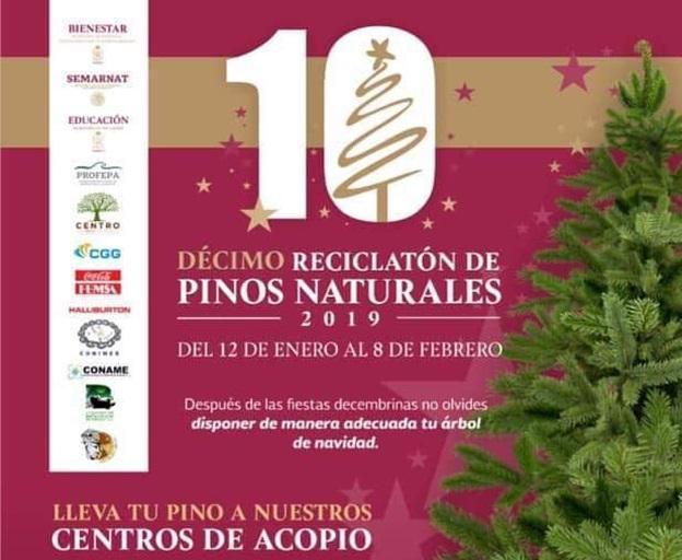 10° Reciclatón de pinos naturales 2019 Featured Photo