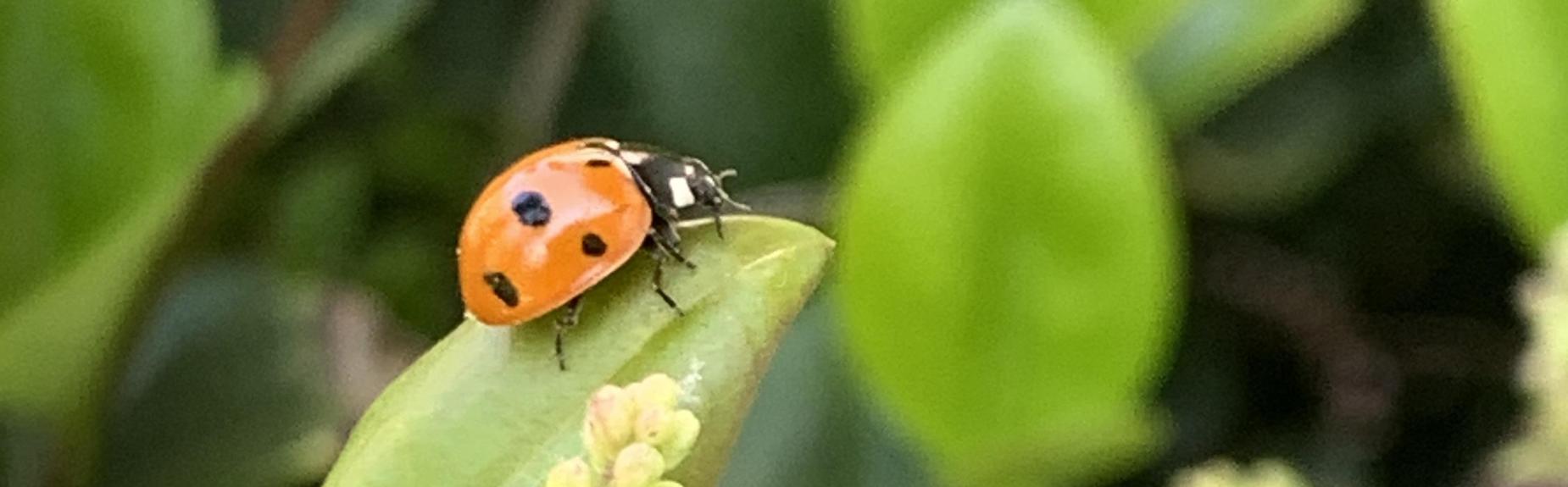 ladybug visiting our garden