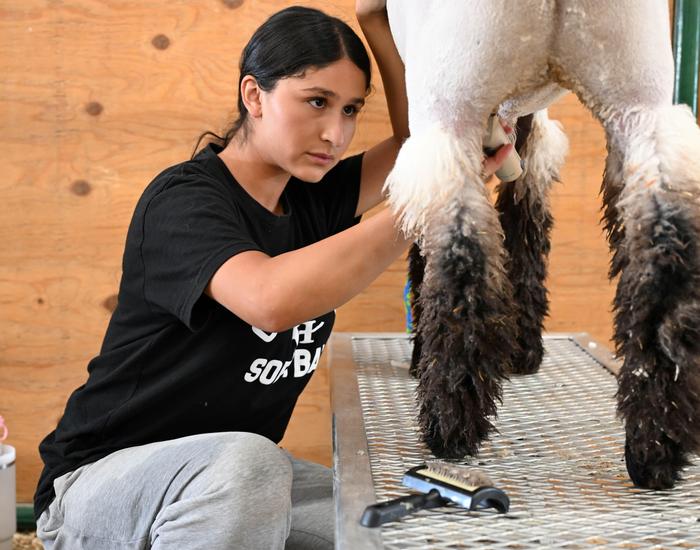 Lamb and student at livestock show