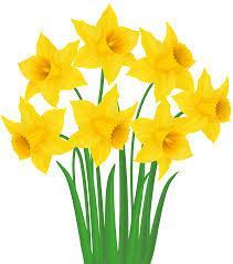 Daffodil Days