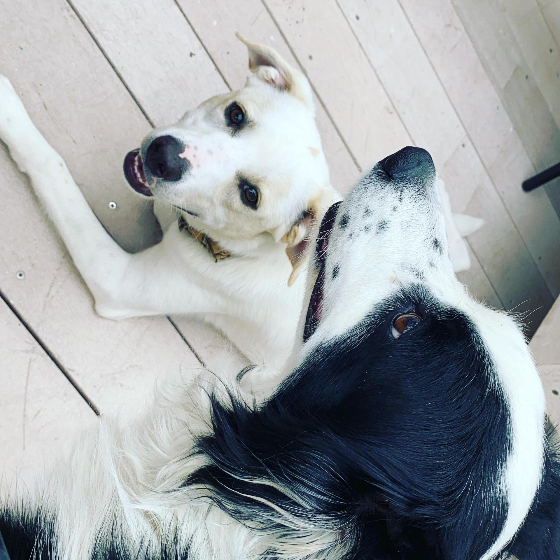 Maizy and Lyra