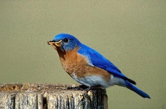 Eastern Bluebird