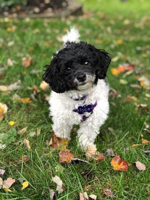 Rosie