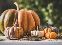 picture of pumpkins