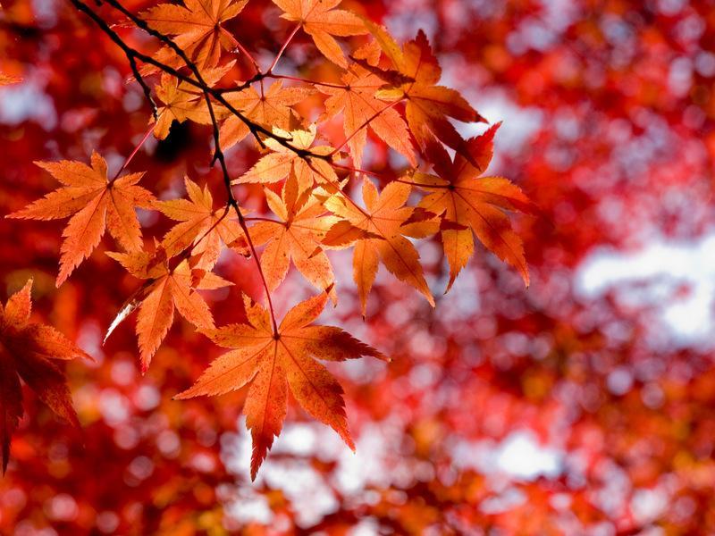 Close up picture of fall maple leaves