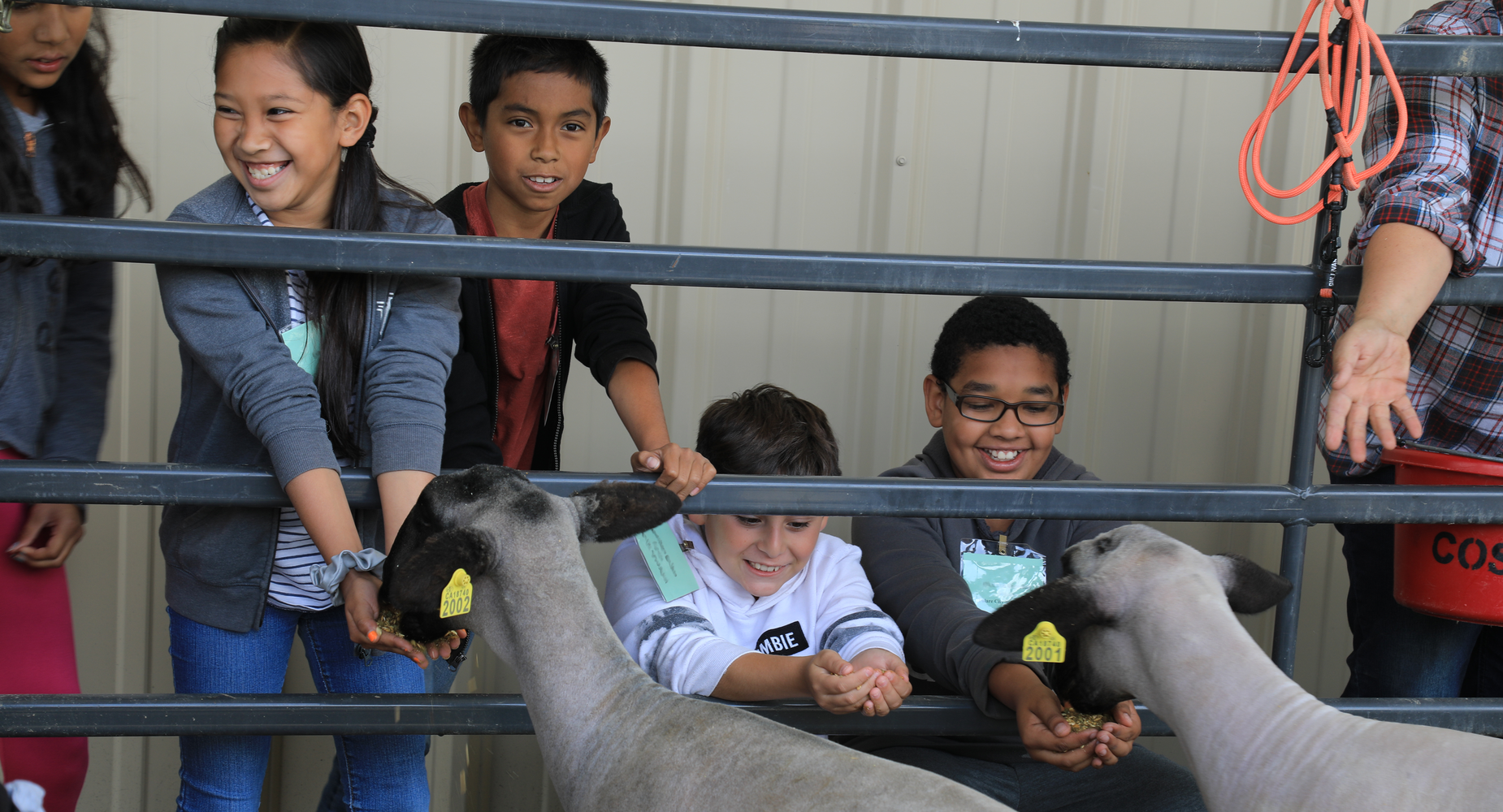 Children feeding sheep