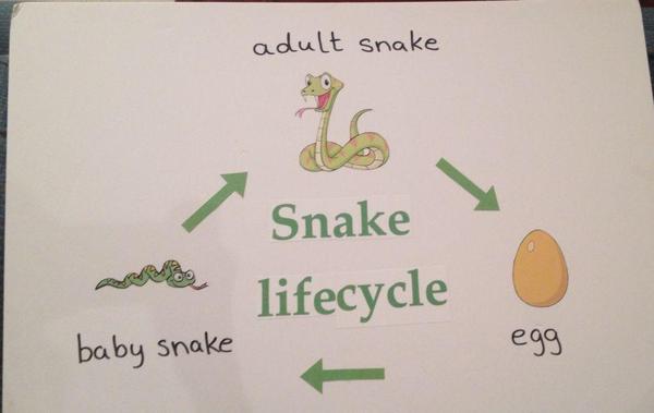 Snake Life Cycle.jpg