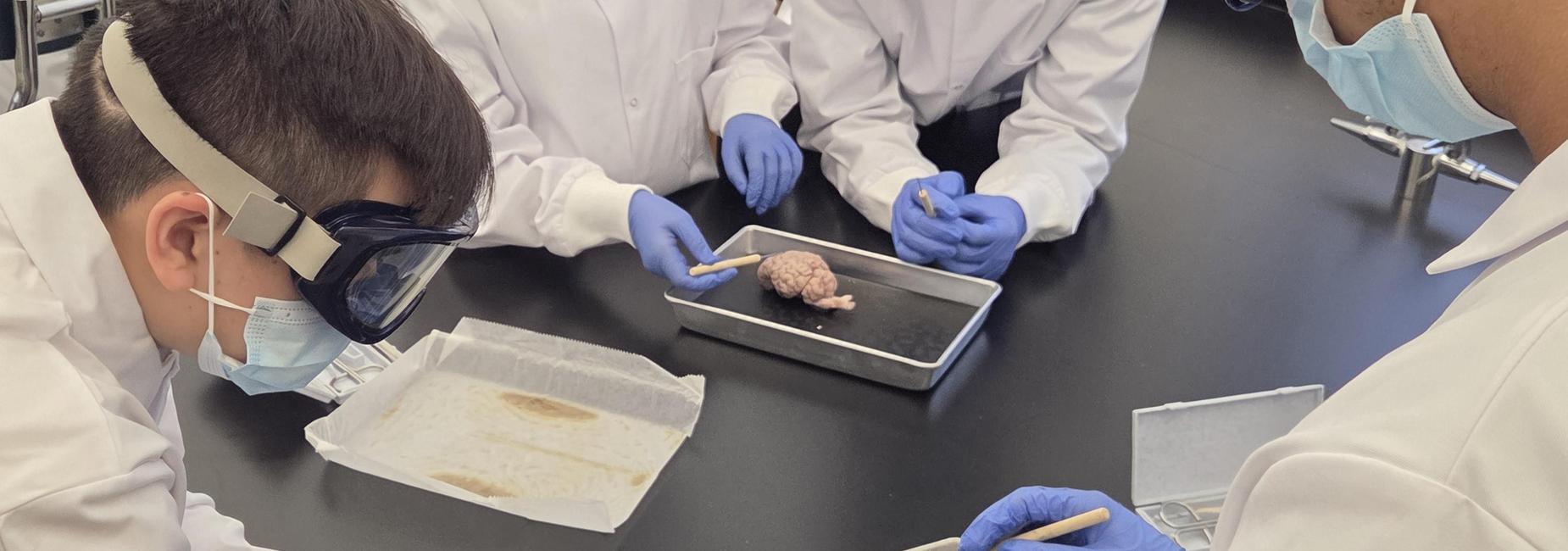 Dissection