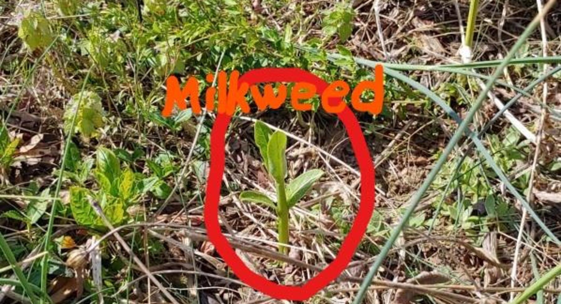 Milkweed