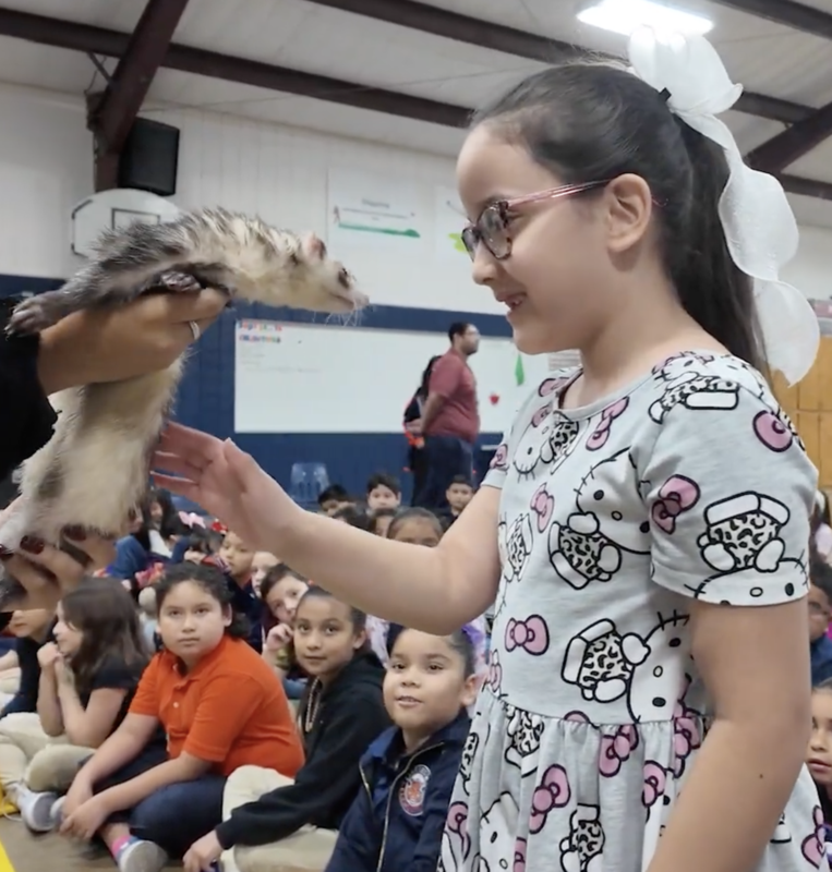 Girl petting a ferret
