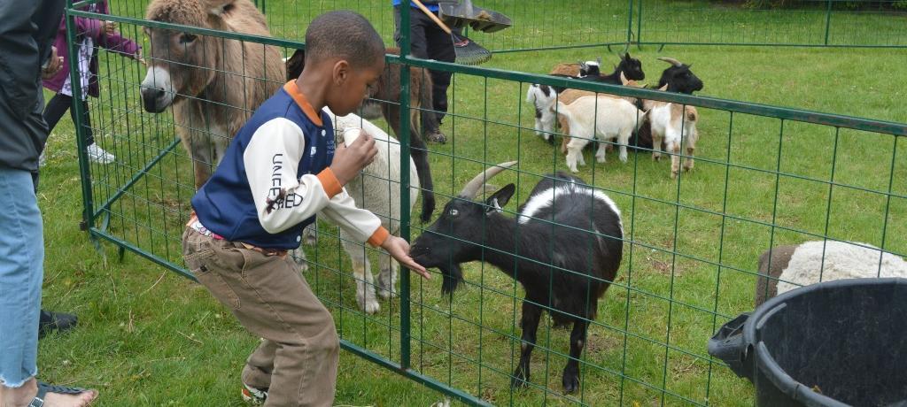 boy feeds a goat
