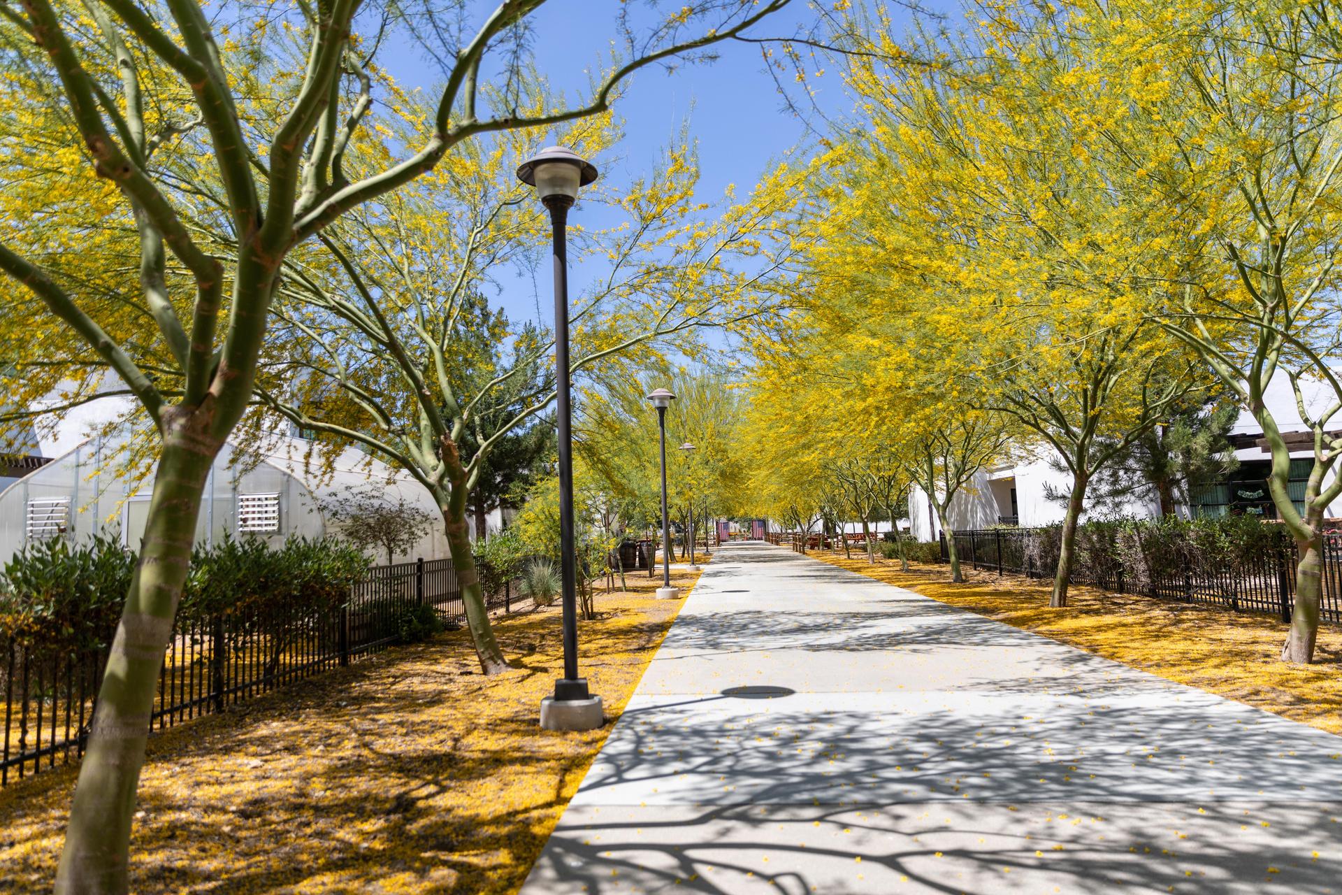 SRA campus trees