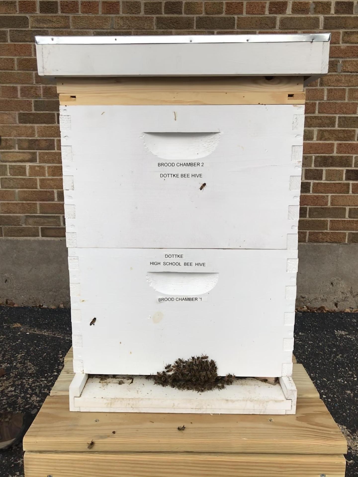 hive