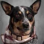 HuckleberryKiouses's Profile Photo