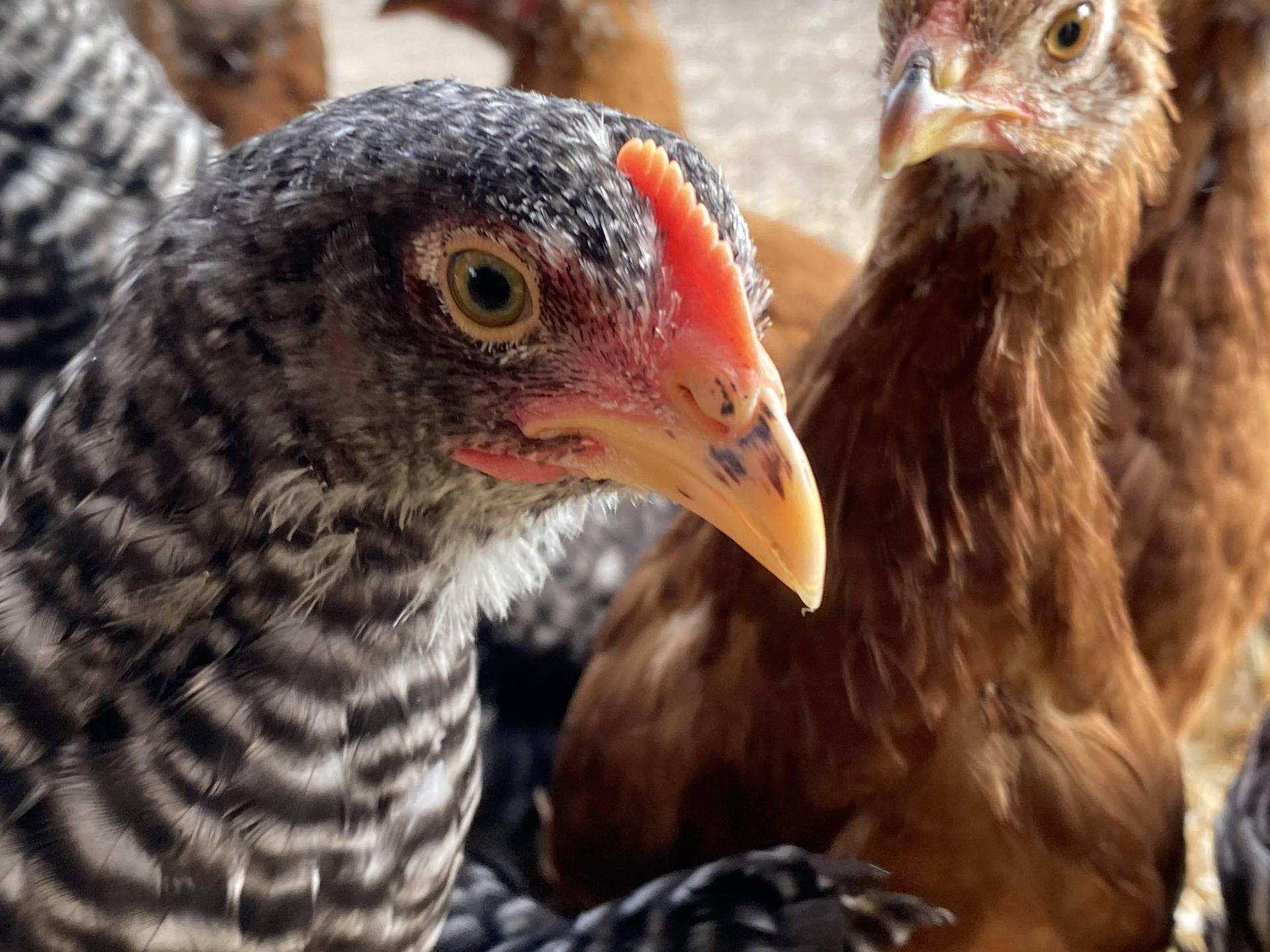 Chickens at the farm