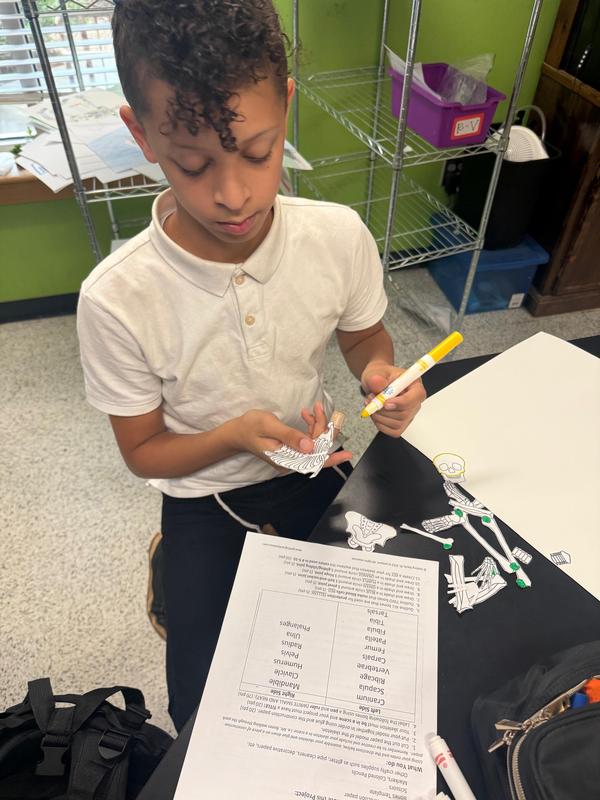 a seventh grade student working on their skeleton poster.