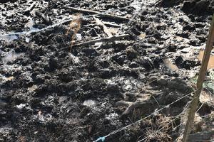 Pike County Sheriff’s Office Rescues Four Horses