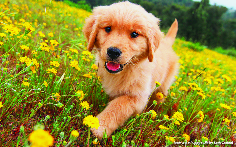 puppy photo