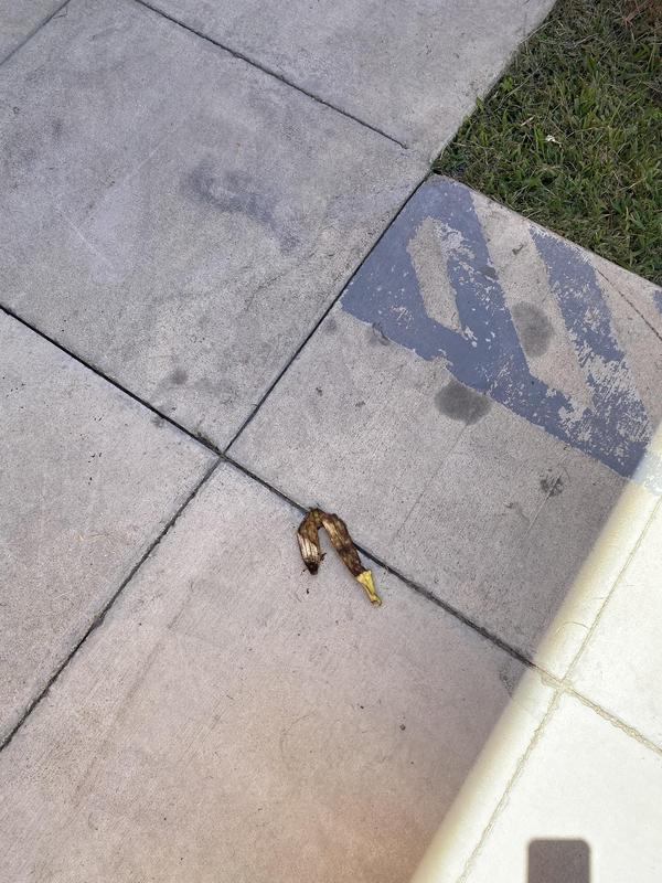 Banana squished on floor