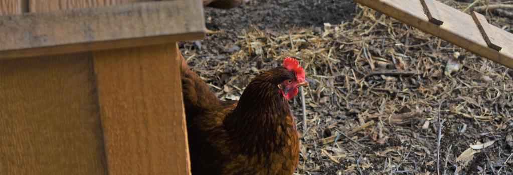 a hen coming out of the chicken coop