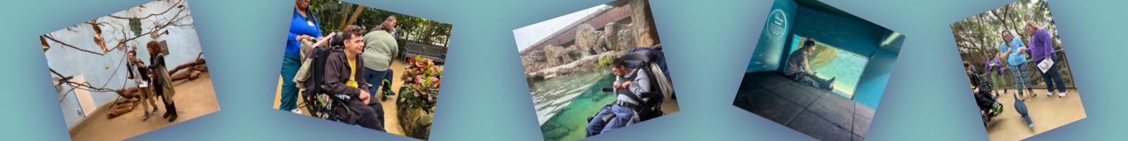 Five photos of people in wheelchairs, enjoying accessible aviary exhibits.