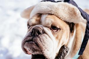 English bulldog wearing a winter hat