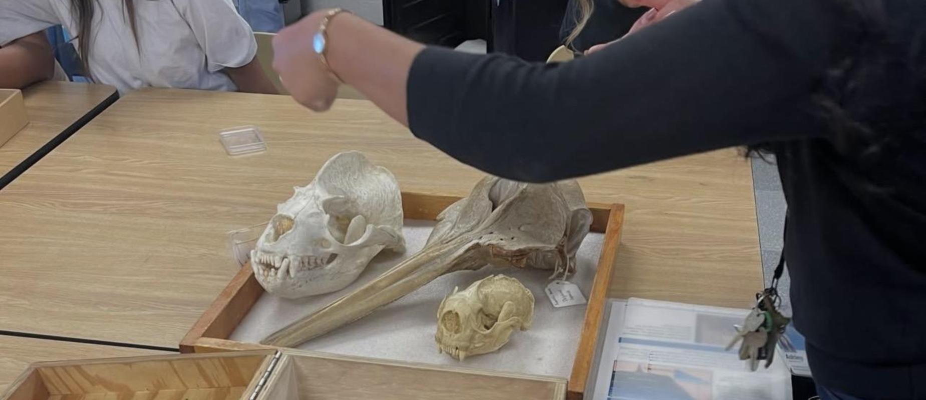 skeletal remains from the natural history museum