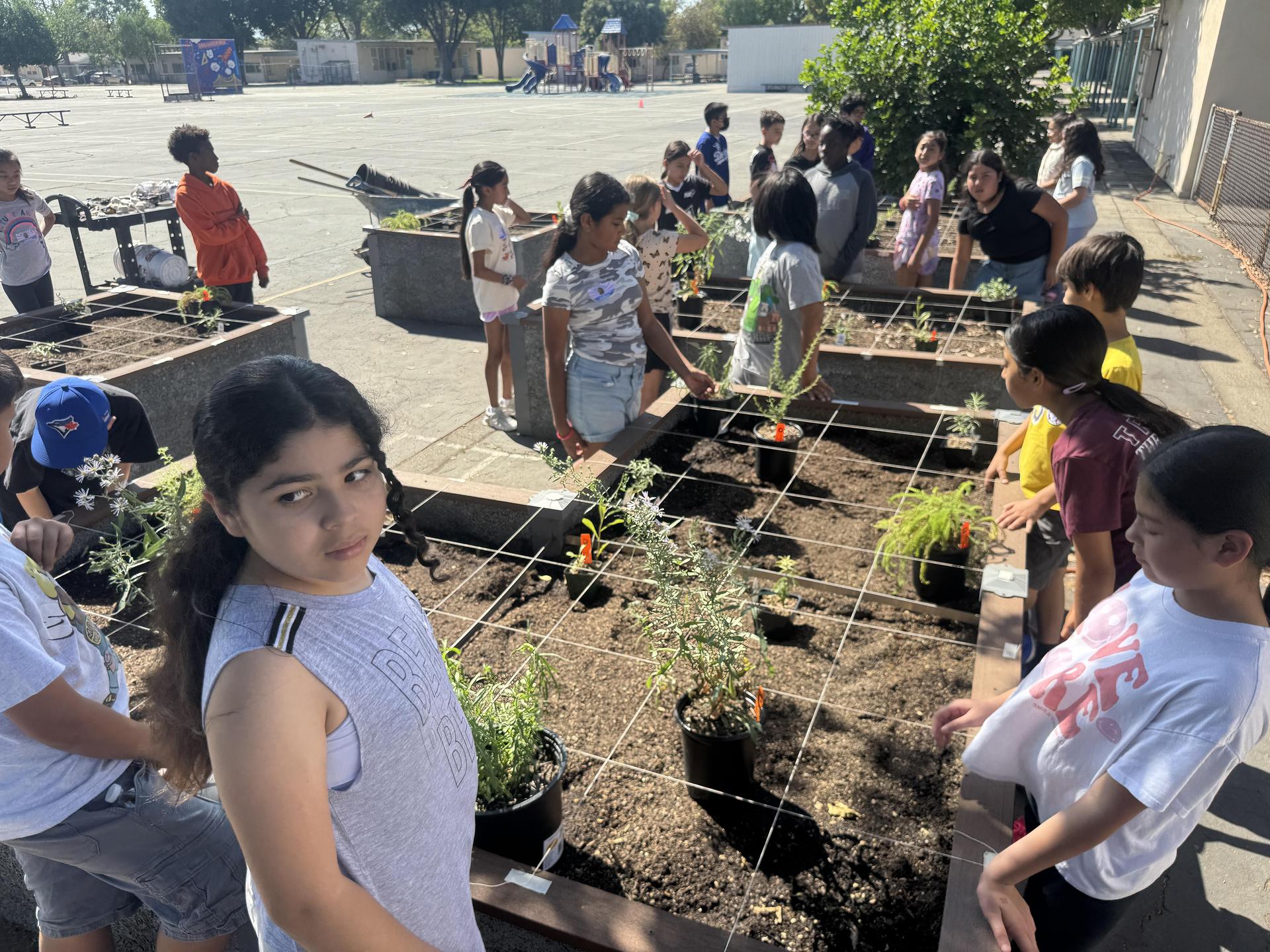 Lorne's Monarch Butterfly Sanctuary Garden