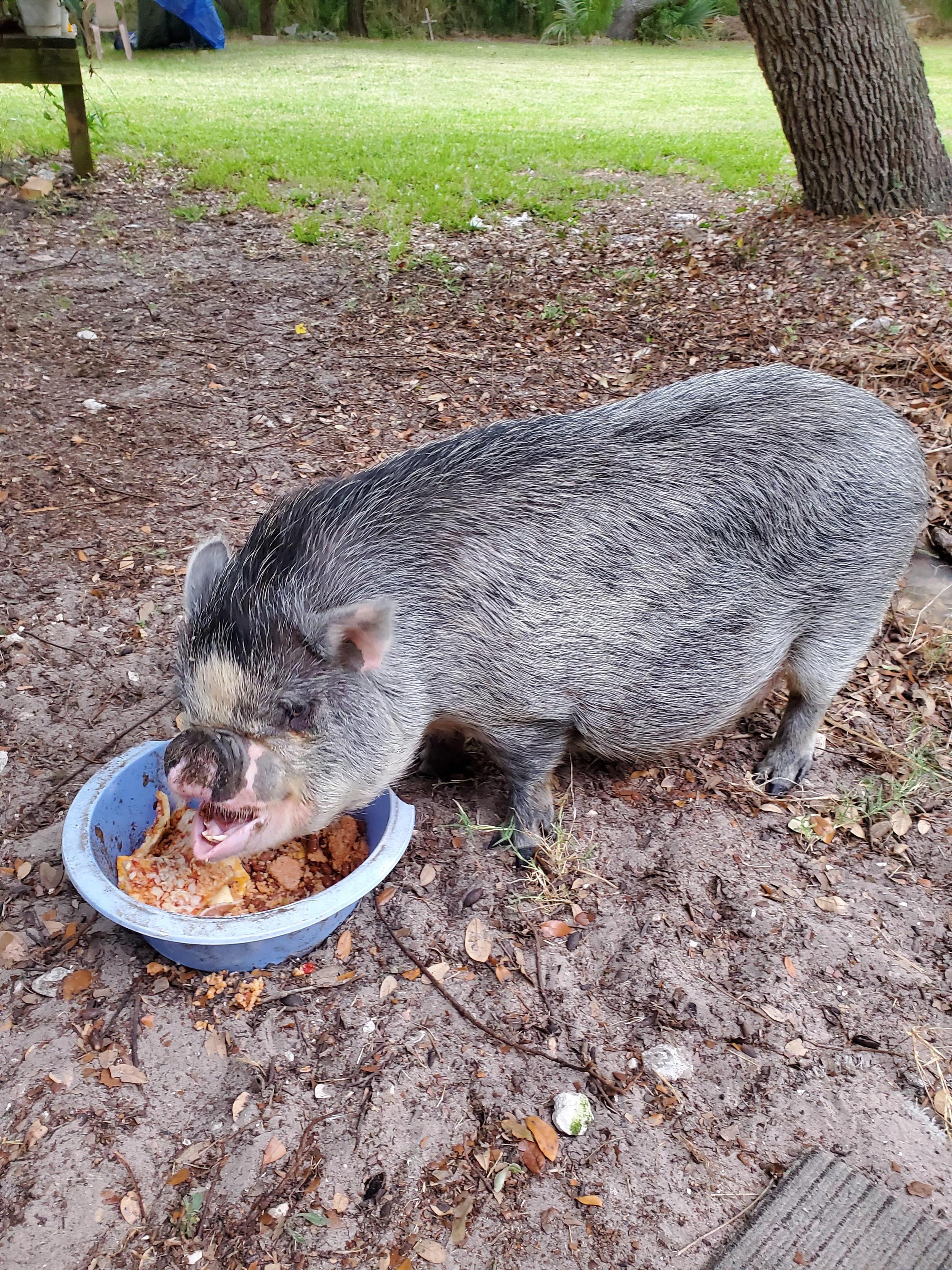 Jimmy the Pig