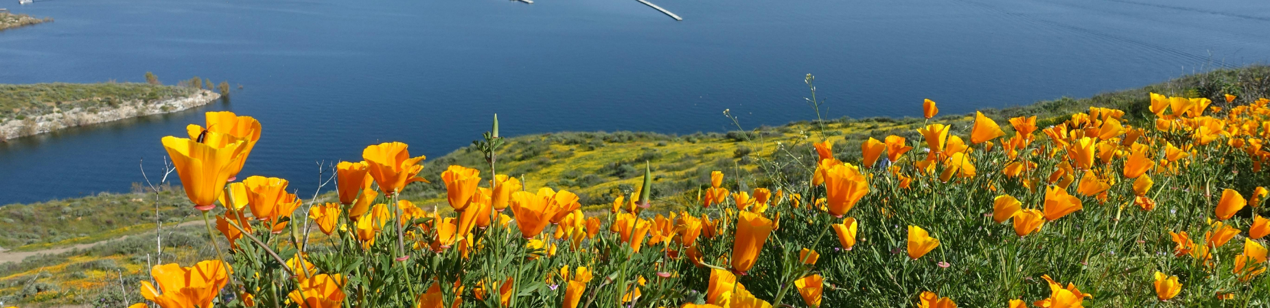 meadow with poppies over a lake