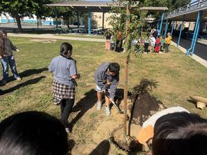Students planting a tree