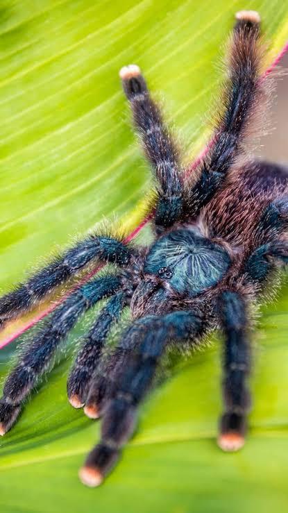 spider