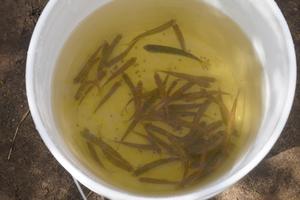The salmon were transferred from the school aquarium to the creek in buckets.