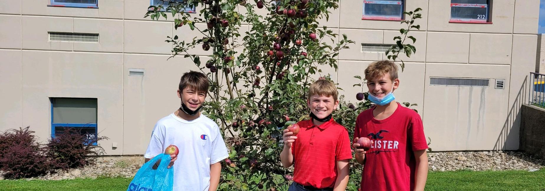 Apple Picking at Harrold