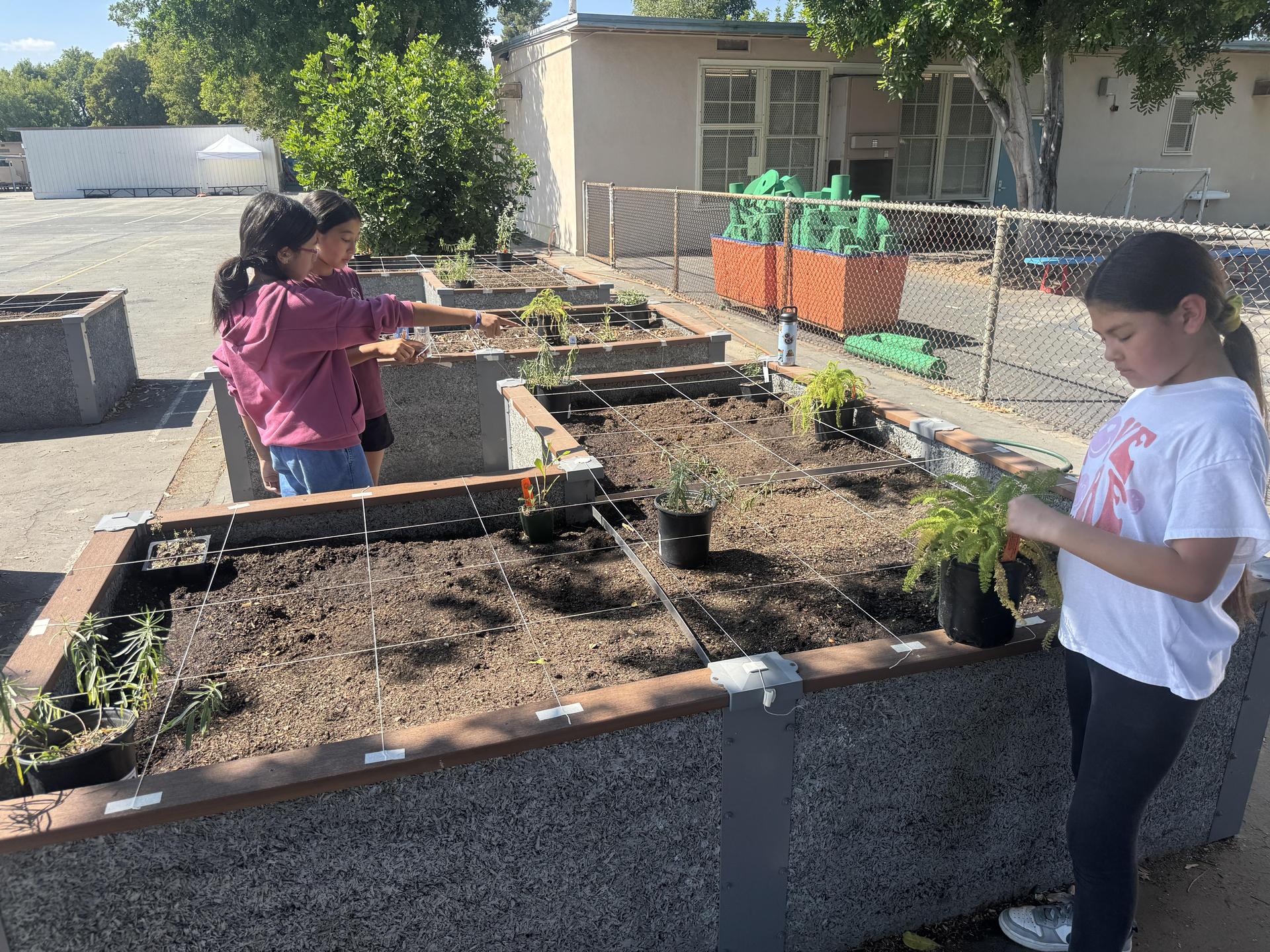 Lorne's Monarch Butterfly Sanctuary Garden