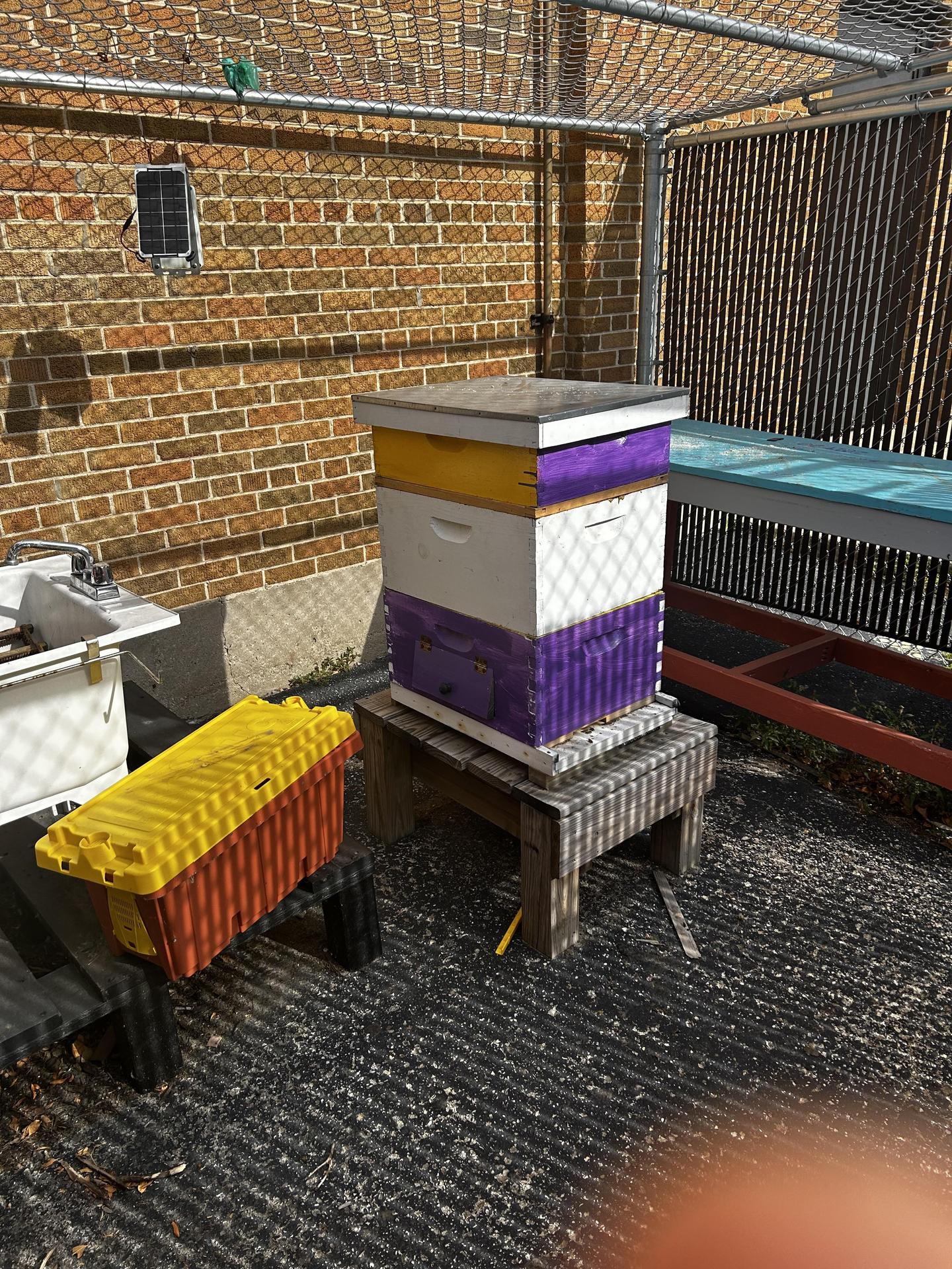 Bee Hive