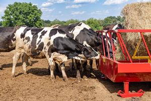 Large Animal Equipment needed