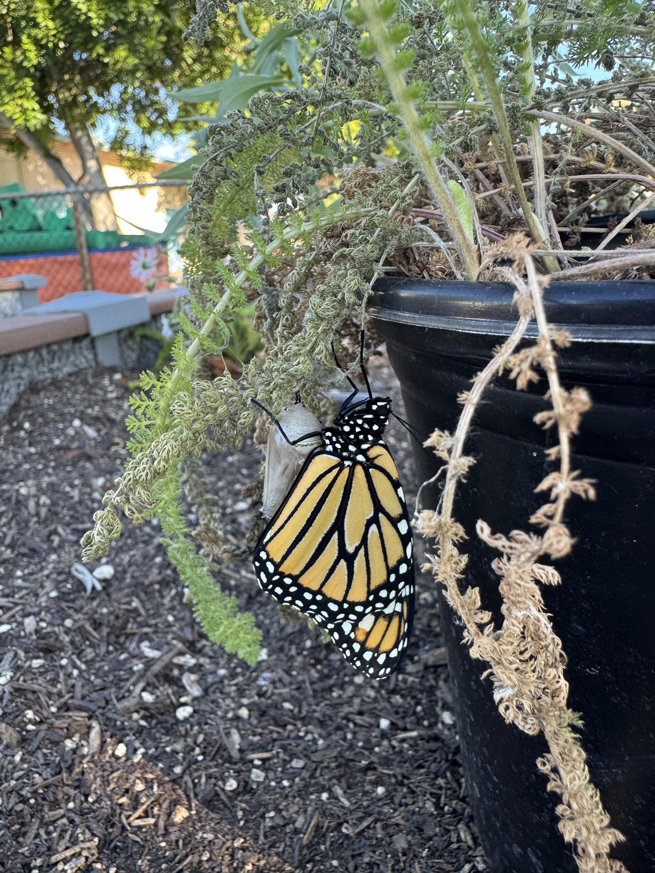 Students working on stewardship project