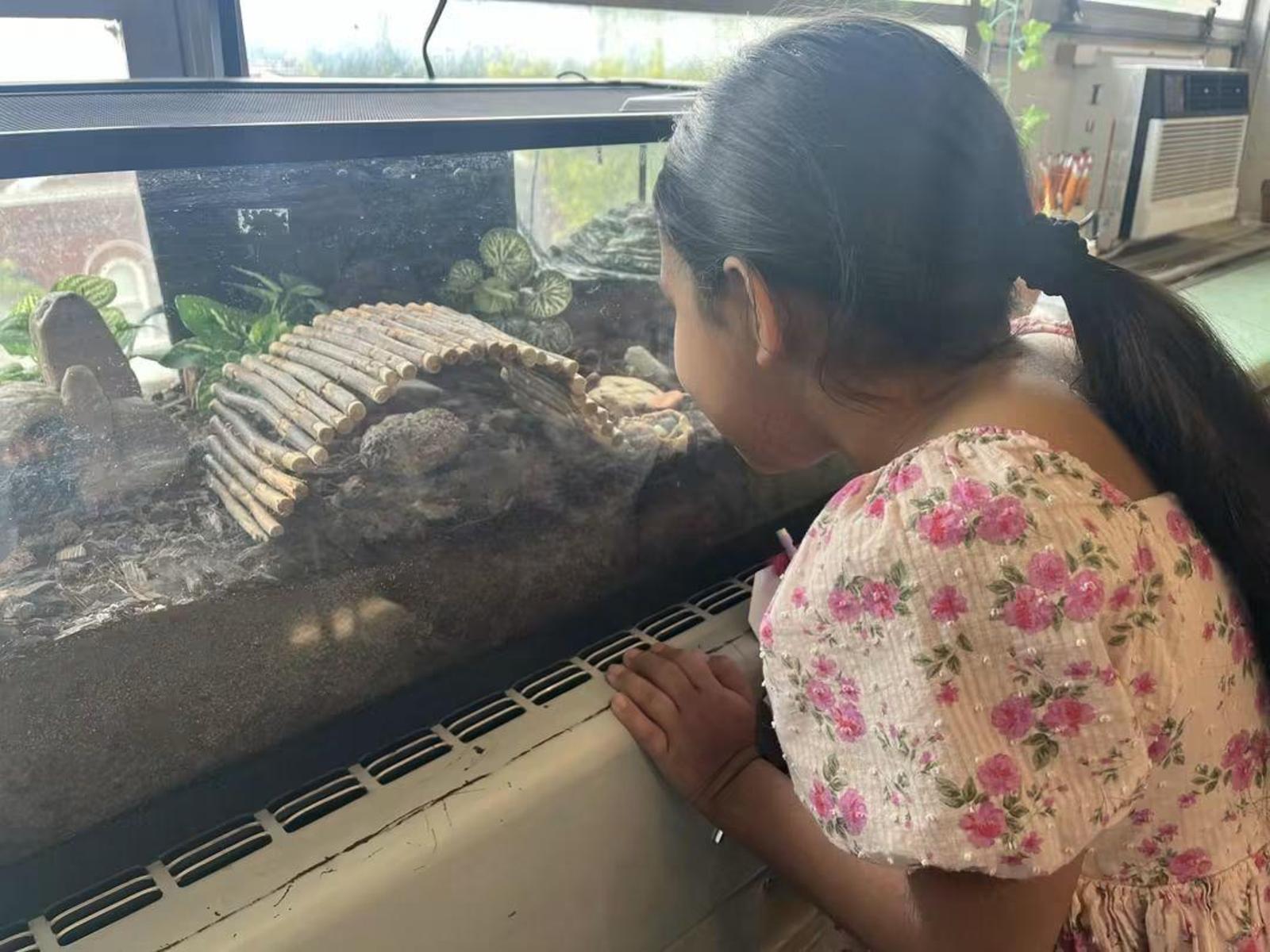 Student looking in an animal tank