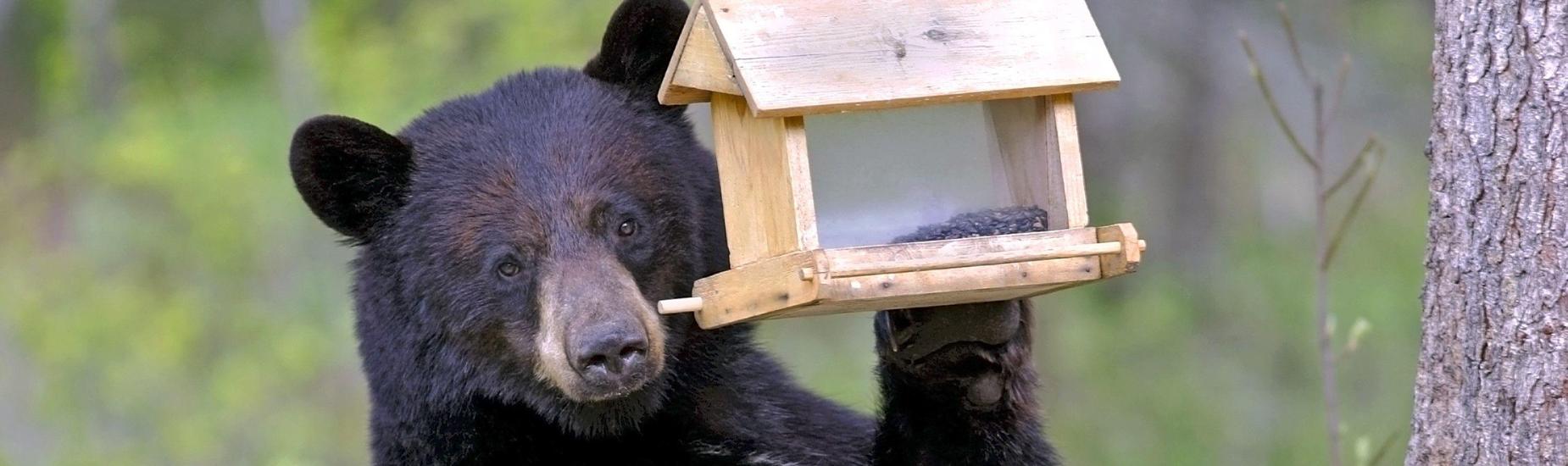 bear with bird feeder