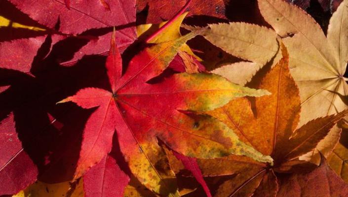 Autumn Leafs