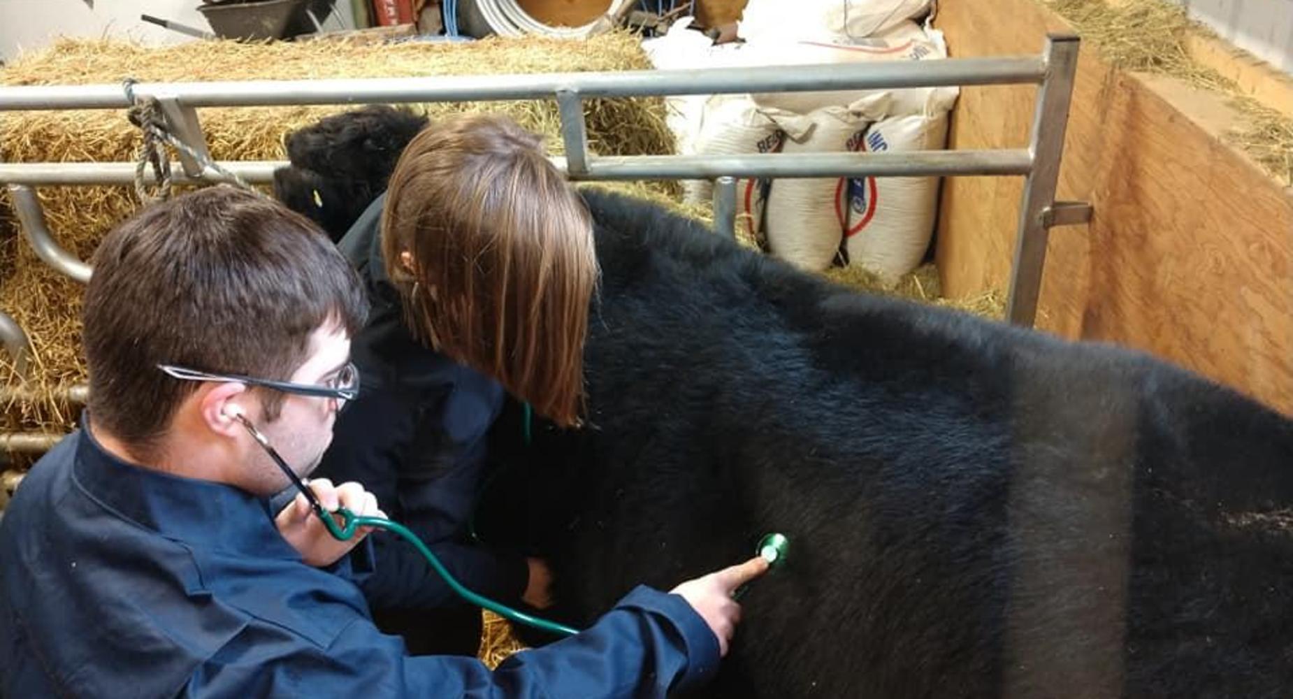Students checking the vitals of a cow