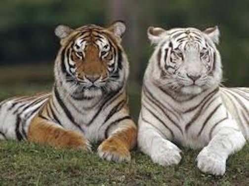 tigers