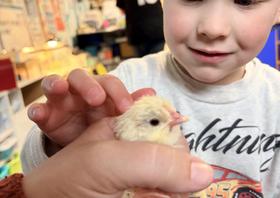 Preschool chick embryology unit as part of our SEEDS curriculum.