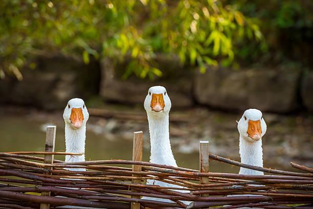 I love these silly geese!