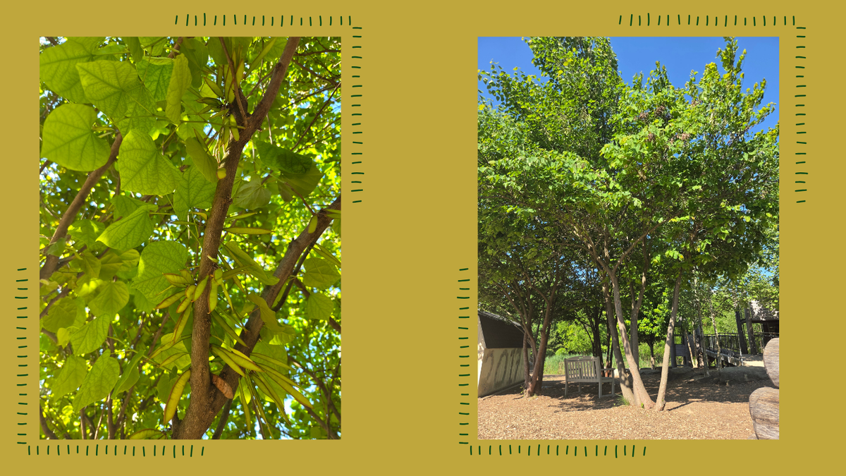 Eastern Redbud