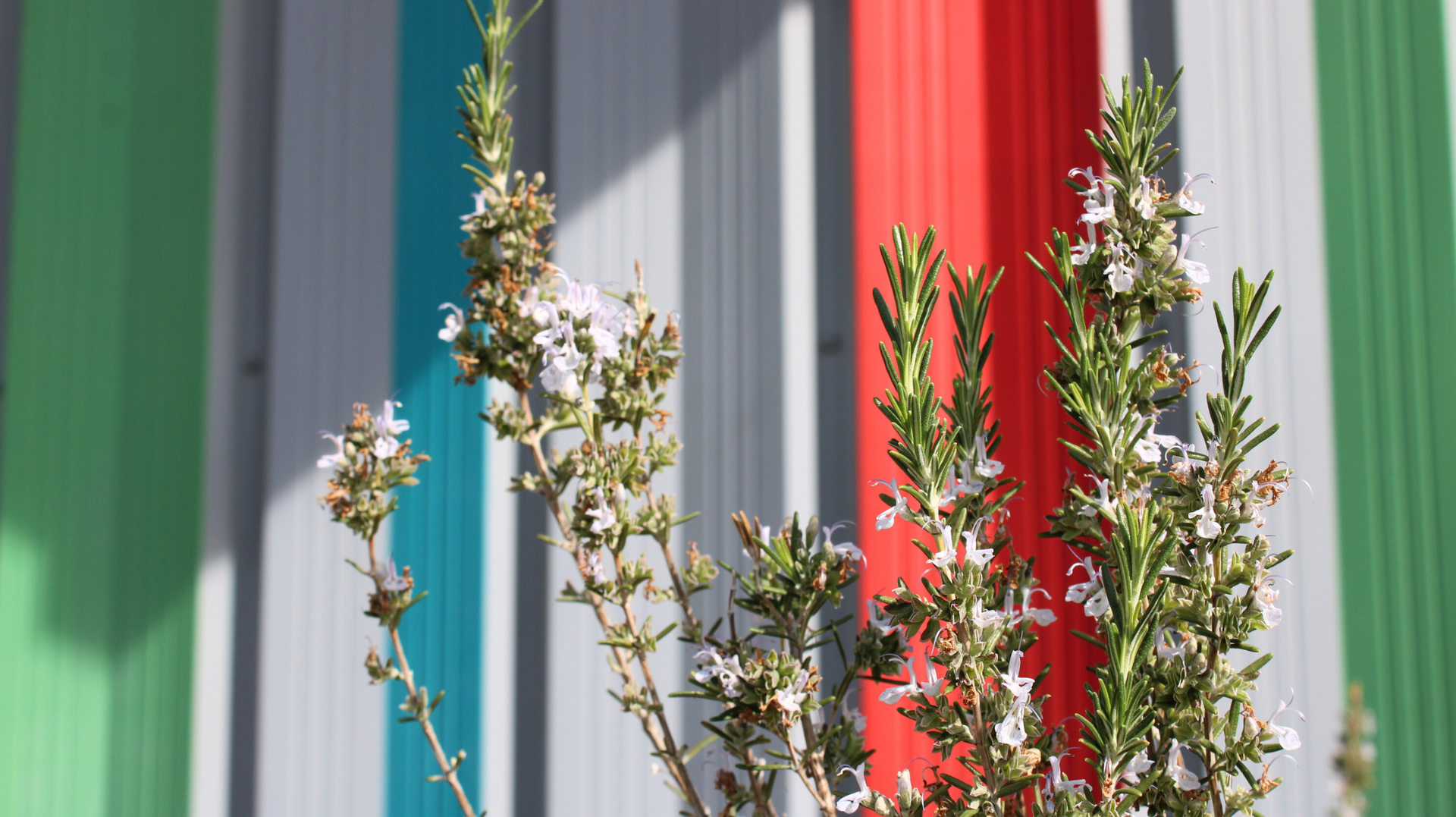 A flowering rosemary plant in front of colorful school building wall.