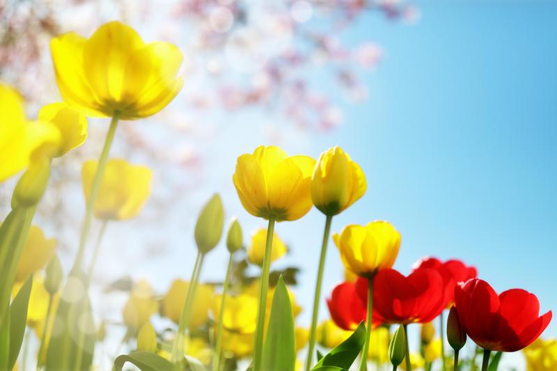 Tulip spring flowers and cherry blossom against a blue sky in the sunshine