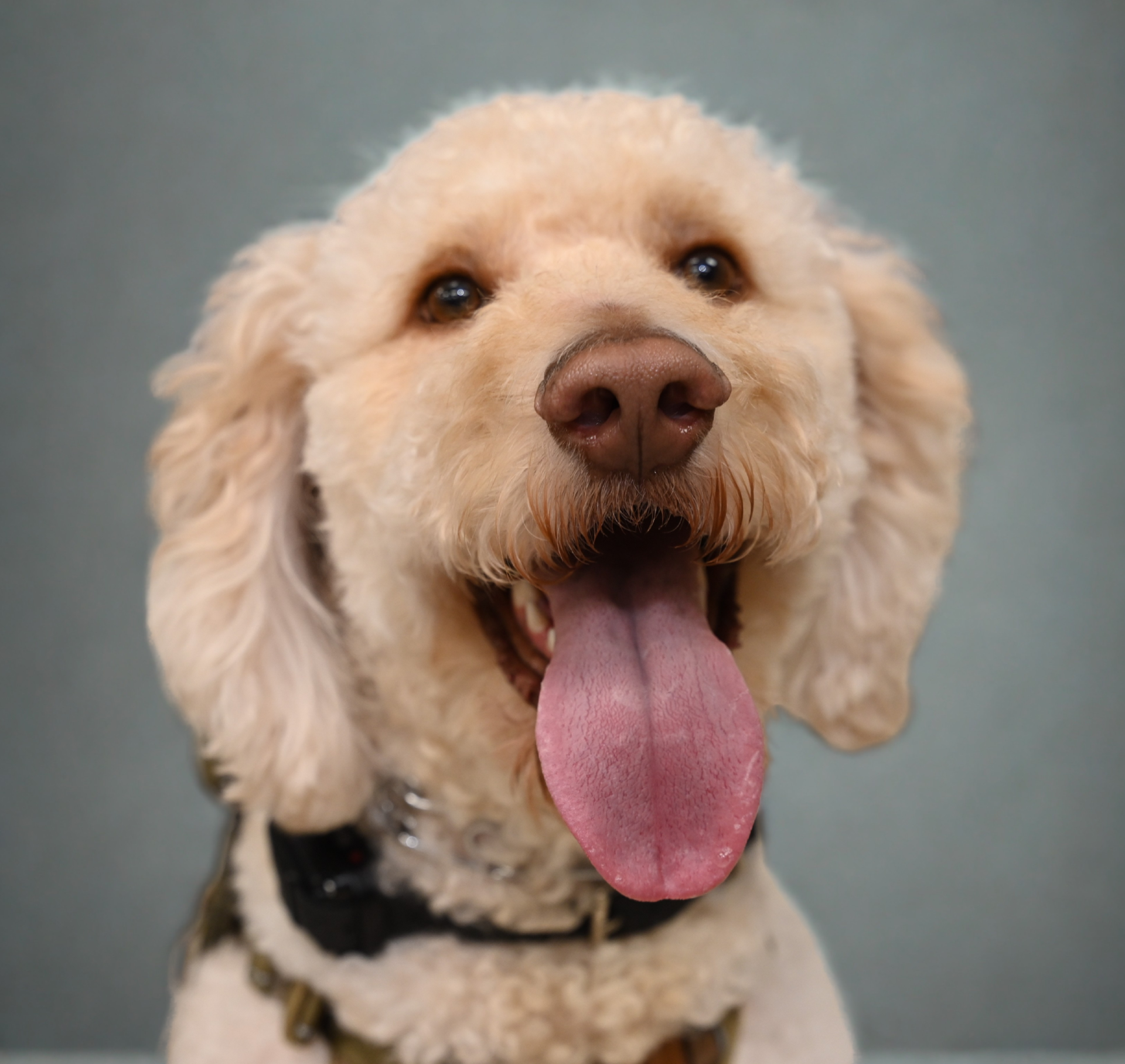 Chapel the therapy dog